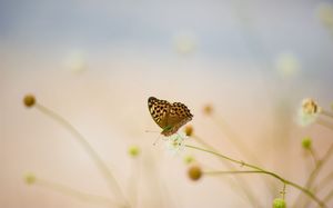 Fleurs sur l'image de fond brumeux papillon ppt