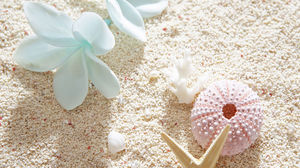 ดอกไม้ปลาดาวหอยมุกภาพพื้นหลังทรายชัดเจนสูง