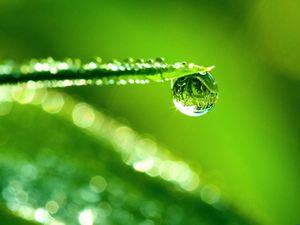 Fresh air free breathing - green leaves and dew fresh natural ppt background (11 photos)