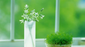Vidro de um buquê de flores em uma imagem de fundo verde pálido