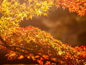صورة خلفية ذهبية الخريف مابل ليف