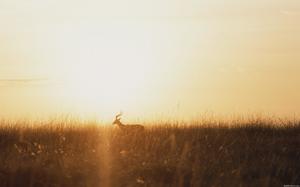 草のアンテロープ眠く日没美的背景画像