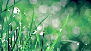 Grass on the dew on the refreshing background picture