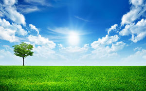 Зеленая трава на дерево голубое небо белого осадка изображения