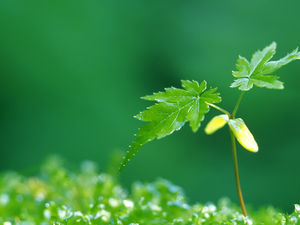 Green leaf buds background picture