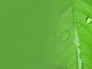 녹색 잎 이슬 슬라이드 쇼 배경 이미지