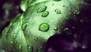 Frunze verzi pe cristal clar rouă picături