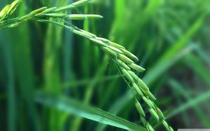 Green Oil Rice Filament HD Photo Background