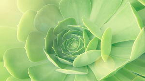 绿色植物湿润的眼睛优雅的背景图片