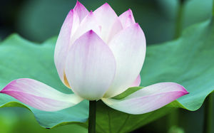 background lotus warna yang tinggi