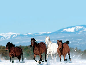 Koń w galopie śniegu obraz tła slajdów