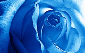 Duża niebieska róża zdjęcie obraz ppt