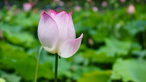 Lotus flores grande imagem imagem de lótus fotos