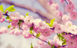 月桃の花スライドショーの背景画像