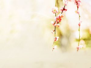 月桃の花黄色の背景画像