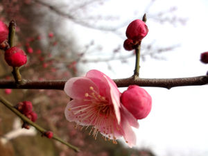 Peach Blossom กระดูก