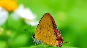 Hübscher Schmetterling 3 Blatt