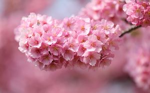 Cukup cherry blossom gambar latar belakang