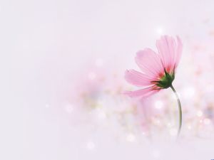 Free Flowers PowerPoint Templates