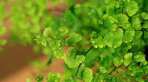Rain in the ginkgo leaves in the high background picture