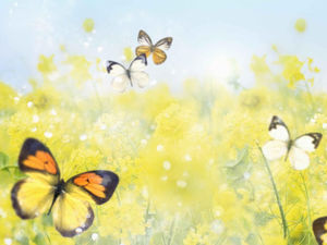 flores de colza na imagem de fundo borboleta
