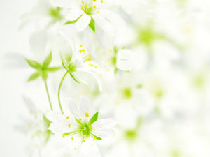 flores refrescantes com elegantes background imagens