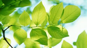 Освежающие зеленые листовые высокий фоновый рисунок