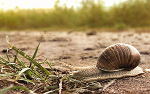Snail Roadside Diaporama image de fond
