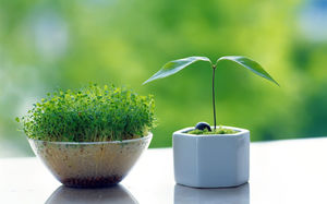 Small bonsai Jingyi green background ppt picture