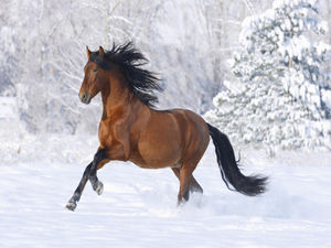 Schnee läuft das Pferd