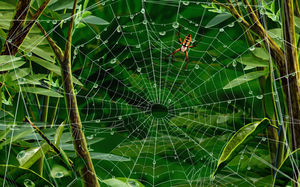 image Spider web fond HD