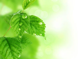 Primăvară frunze verzi grup vitalitate fundal (3 poze)
