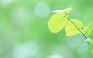 밝은 녹색 PPT 사진의 봄 잎