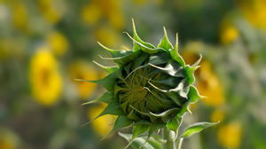 Gekeimte Sonnenblume ppt Hintergrundbild