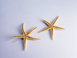 Starfish fundo cor HD close-up