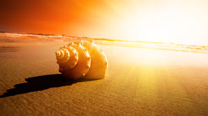 Sunset plaj deniz kabuğu güzel slaytlar arka plan
