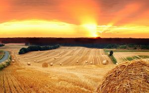 Sunset wheat field beautiful scenery