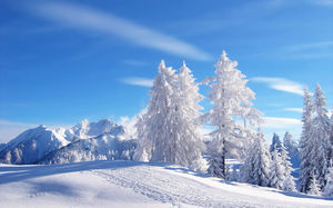 Высокий и прямой кедр снег РРТ фоновое изображение