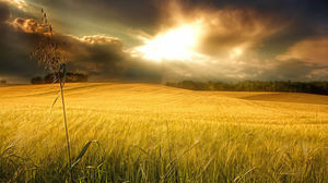 The sun through the clouds playing in the endless wheat waves above ppt background pictures