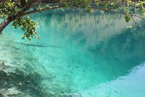 Translucidă lac de pește înota diapozitiv de fundal