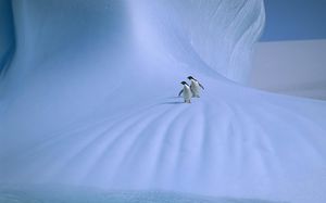 在雪地里的两个可爱的企鹅图片