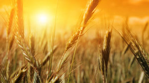 Buğday unu buğday tarlası ppt arka plan resmi