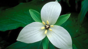 Белый цветок Лепесток High Definition Фотогалерея РРТ фона