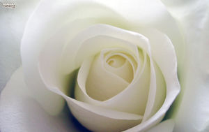 白玫瑰背景